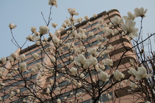 하얀 목련이 아파트를 한결 밝게 만들어 줍니다. 아파트의 곳곳에는 이렇게 봄의 화사함이 넘치고 있었습니다. 